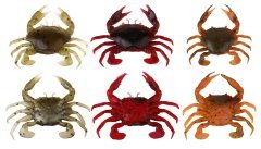 Savage gear LB 3D Manic Crab 5 cm 4 Adet Sahte Balık Red Black Crab